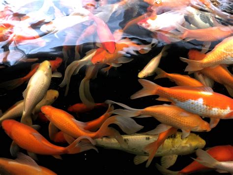 CV (old) — Sasha Prasad-Shreckengast