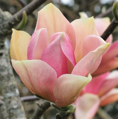 Magnolia Cultivars S - Trees and Shrubs Online