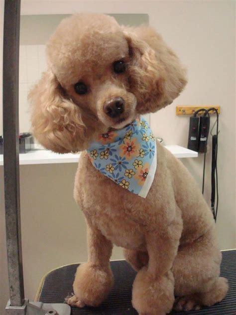 Types Of Toy Poodle Haircuts at Nicholas Heaton blog