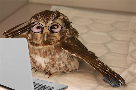 PsBattle: This expressive Owl : r/photoshopbattles