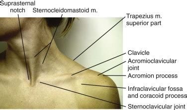 surface anatomy   upper extremity musculoskeletal key