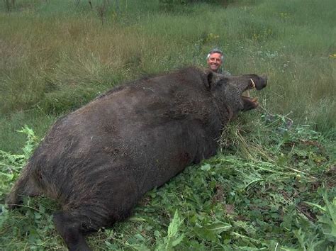 Was a 1,800-Lb. Wild Boar Really Shot in Conroe, Texas?