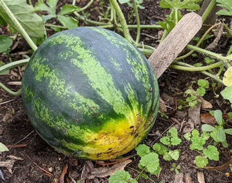 A quick guide to harvesting and storing melons, squash, and pumpkins