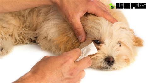how to clean dogs eyes
