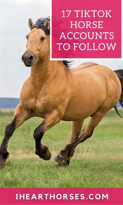 17 Inspirational TikTok Horse Accounts To Lift Your Spirits