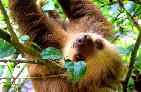 Sloth - Description, Habitat, Image, Diet, and Interesting Facts