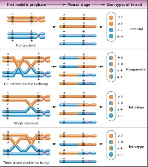 tetrad_analysis-linked.html 05_22-tetrad_analysis-linked.jpg