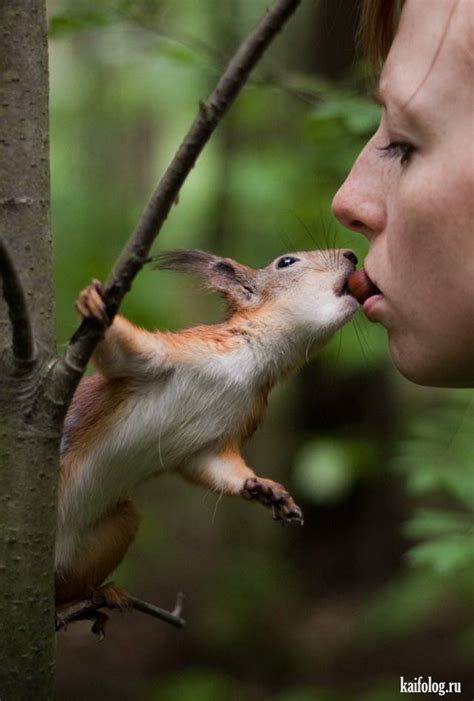Смешные белки (60 фото) | Cute squirrel, Animals wild, Funny animals
