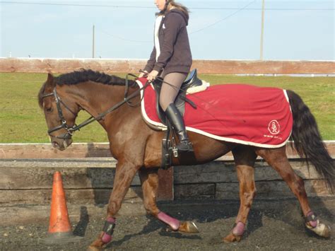 avec quoi croisee ma jument trotteuse  forum cheval