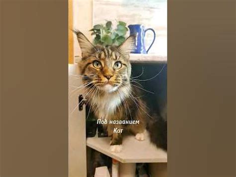 Срочные новости - обнаружен очень странный кот. #Приколы с котиками# ...