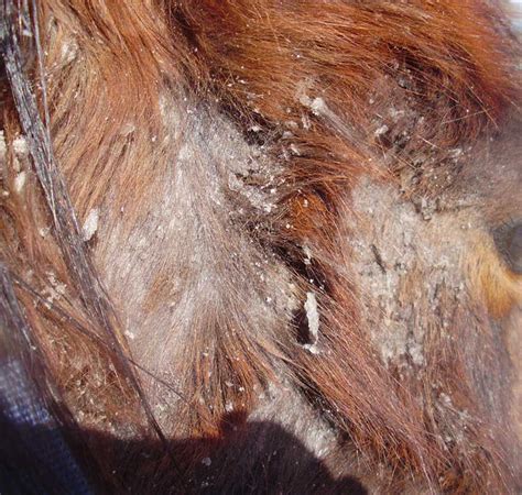 rain rot  horses signs treatment prevention