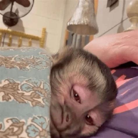 Pin de ashley en Monkey | Imágenes divertidas de monos, Memes de monos
