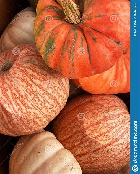 Halloween and Fall Seasonal Decor Orange Gourds Stock Photo - Image of