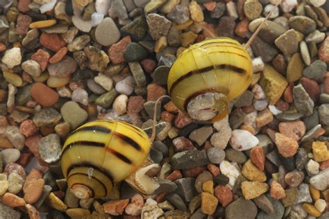 Asolene spixii
