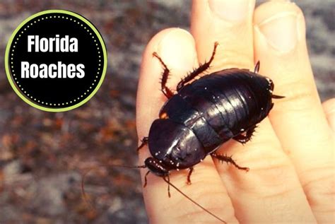 Florida Roaches Identification and Survival Guide - The Cockroach Facts