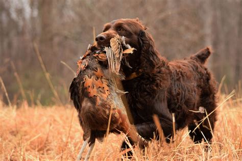 Boykin Spaniel Duck Hunting