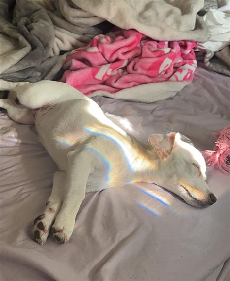A cute lil rainbow appeared on her while she was sleeping : r/Chihuahua