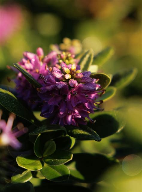 Veronica+Diaz@Prettypinkcatwomen Photos, Download The BEST Free