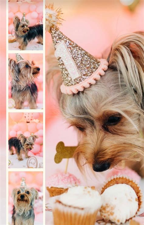 Animal Birthday Hat Party Puppy First Birthday Add Any Number | Etsy