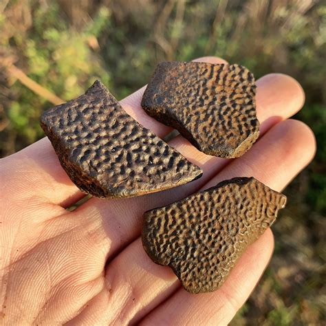 softshell fossil turtle shell pieces pleistocene  florida paleocris
