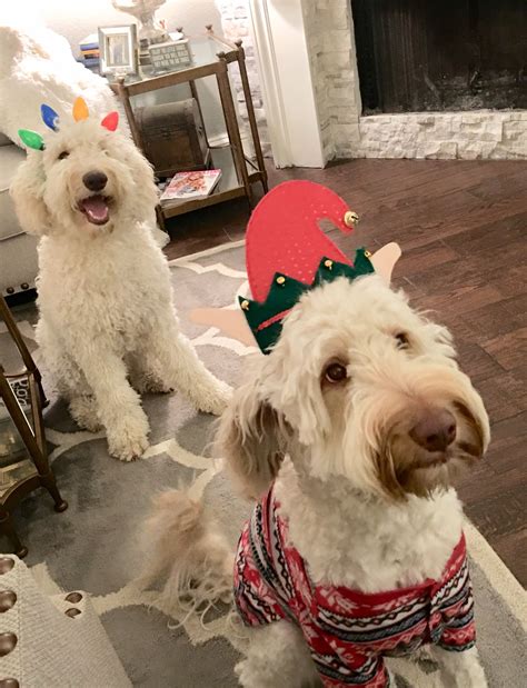 Goldendoodles | Goldendoodle, Christmas spirit, Christmas