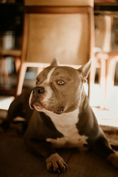 Blue Pitbull Puppy Wallpaper 4k Desktop - Infoupdate.org