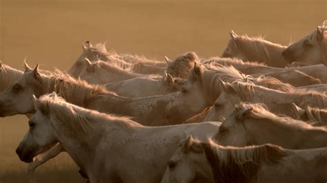 🐎 Өвөр Монгол нутгийн цагаан адуу . | By М.Оюунбаатар