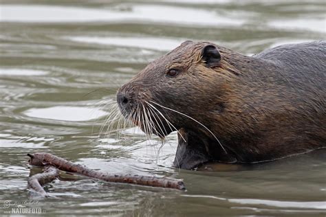 Nutrie | Naturfoto.cz