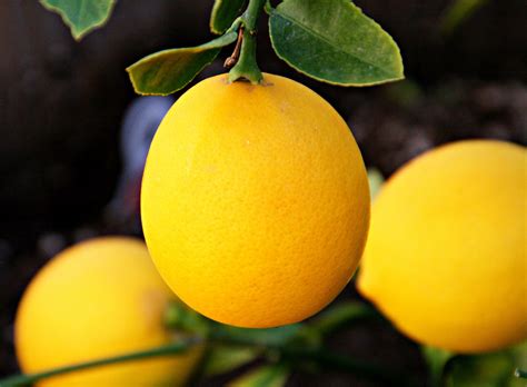 What’s in Season this Winter: Meyer Lemons & Ways to Use Them