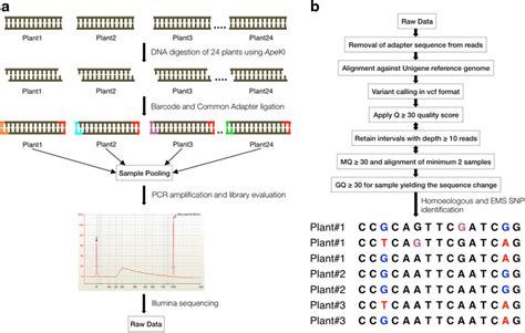 Schematic diagram for mutation detection using novel application of ...