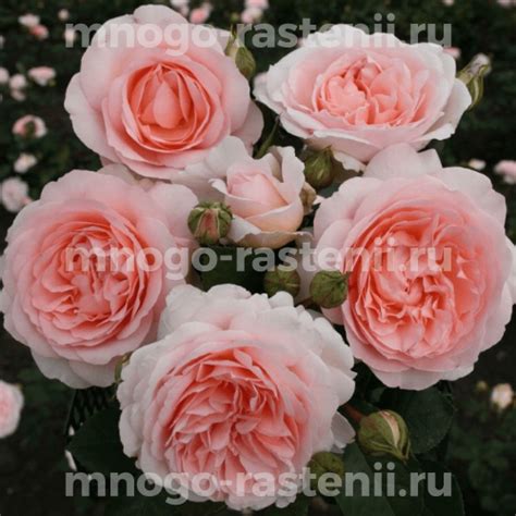 Саженцы Роза Мерхенцаубер (Rosa Marchenzauber) купить по цене 600 руб ...