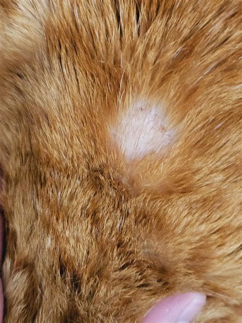 Male Cat with a Balding Spot/ Rash : r/cats