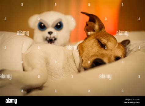 dog having a nightmare or bad dream Stock Photo - Alamy