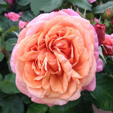 Саженец Роза Мэри Энн (Rosa Mary Ann) купить в Москве по низкой цене из ...
