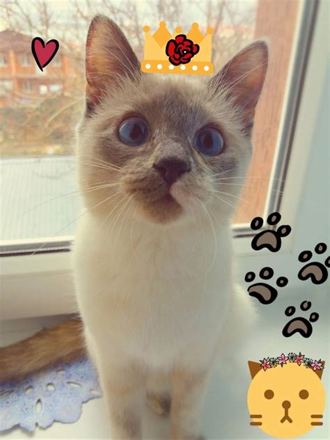 Потерялась кошка (фото). Потерялась в СНТ | ПОДСЛУШАНО | КЕРЧЬ
