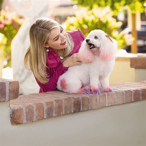 images  havanese grooming  pinterest  dogs abyssinian cat  dog food