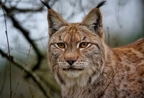 2,000+ Free Eurasian Lynx & Lynx Images - Pixabay