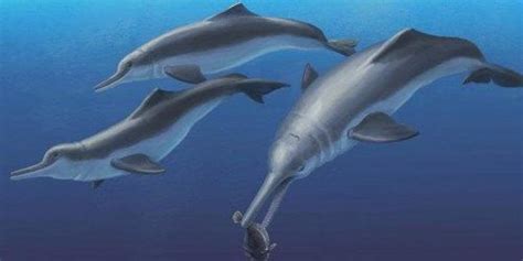 New Species Links River and Oceanic Dolphins | The Scientist Magazine®