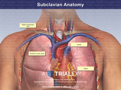 Subclavian Anatomy - TrialQuest Inc.