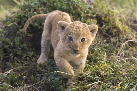 Baby Cheetah Wallpaper - WallpaperSafari