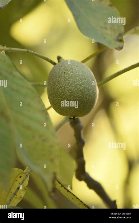 fruit of a walnut Stock Photo - Alamy