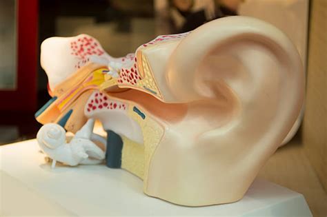Best Eardrum Stock Photos, Pictures & Royalty-Free Images - iStock