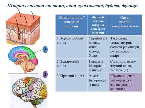 Головний мозок - online presentation
