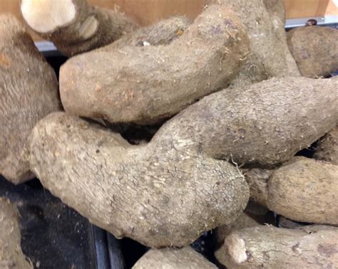 What is Yam? – My Favourite Pastime