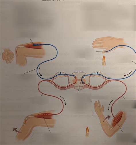 mono  polysynaptic reflex diagram diagram quizlet