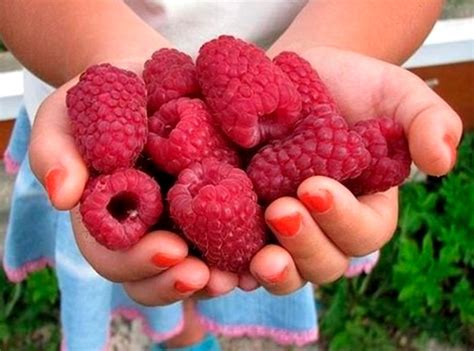 Малина Феномен Описание Сорта Фото Отзывы – Telegraph