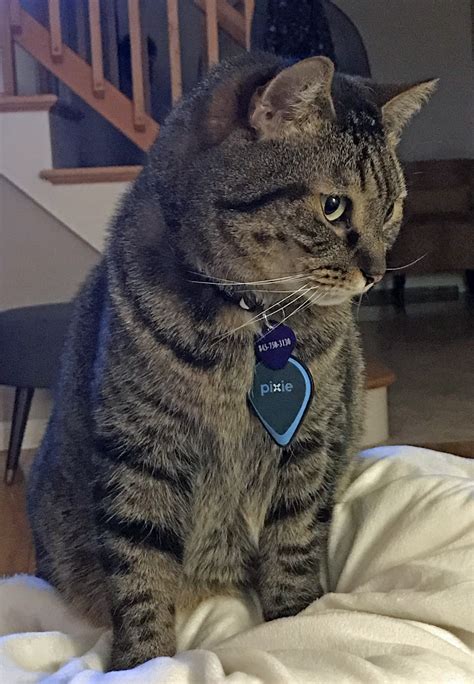 Booty from Rhinebeck ( ️ Sponsored by Ulster Savings Bank) - Lost Pets