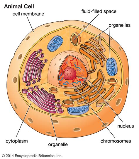 Intracellular fluid | Description, Function, & Facts | Britannica