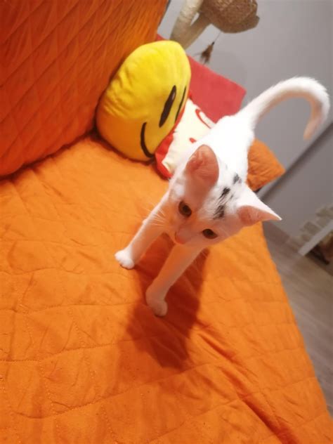 (OC) Just some pics of my almost 3 month old cat. : r/aww