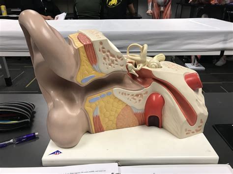 Ear (Model) Diagram | Quizlet